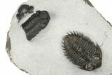 Coltraneia Trilobite With Adrisiops - Ofaten, Morocco #186711-1